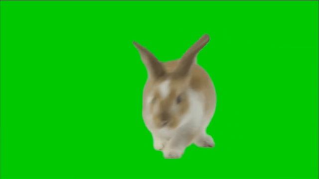 Футаж кролик 🐇 на зеленом фоне смотреть онлайн