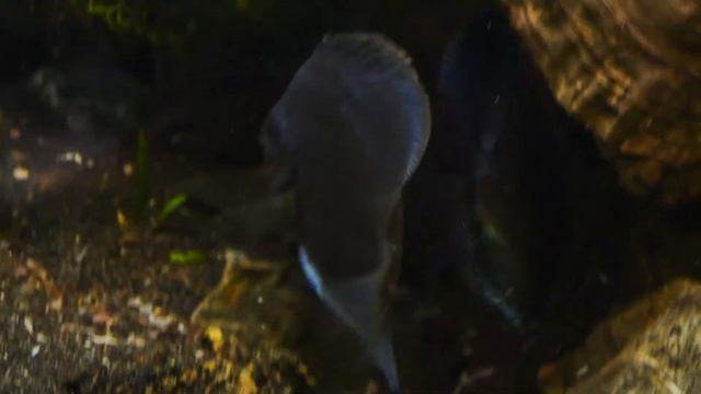 Blue Discus fish in aquarium смотреть онлайн