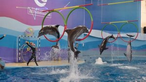 Большой Сочинский дельфинарий