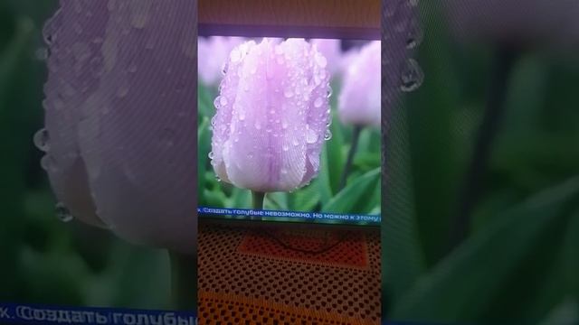 Крым (Апрель) - Парад Тюльпанов