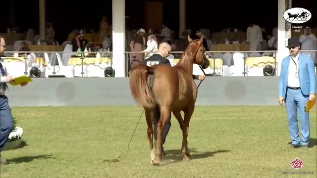 N 54 DBAYEH ALNASIAT PSAIAHF 2022 Fillies 2 Years Old Class 2 смотреть онлайн