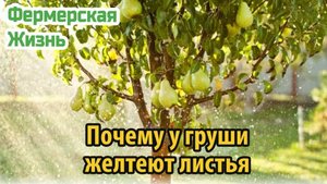 Почему у груши желтеют листья