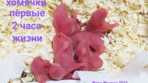 #НОВОРОЖДЕННЫЕ_сирийские_ХОМЯКИ 07.04.25 #купить_хомяка_продам 89215950848