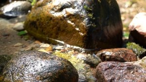 ЖУРЧАНИЕ чистого родника. 2 часа. Родниковая ВОДА // @RATiANA