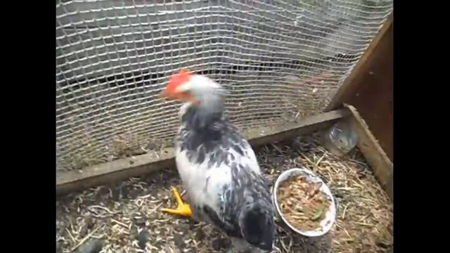 Мой летний курятник ! смотреть онлайн