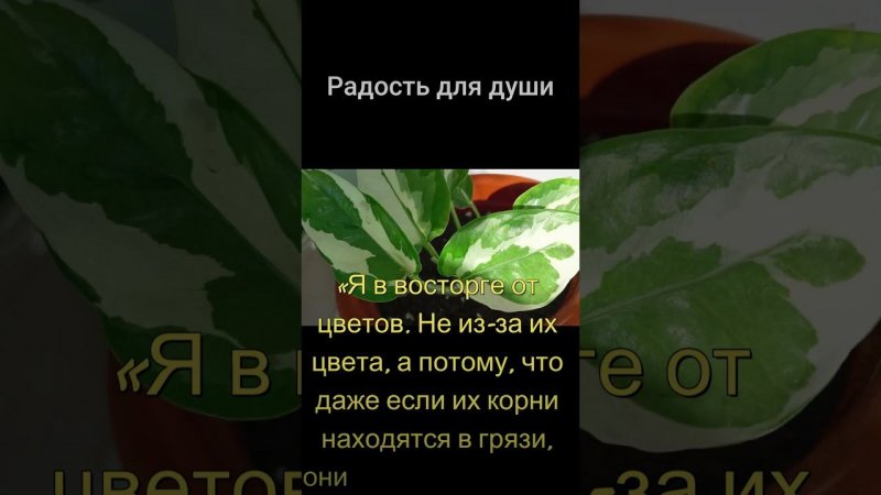 #цветы #розы #сад