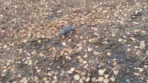 голубь кушает хлеб, жизнь в деревне, птицы, кормим птиц, деревенские будни