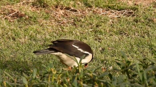 №4598 28 01 2024 Пегий скворец смотреть онлайн