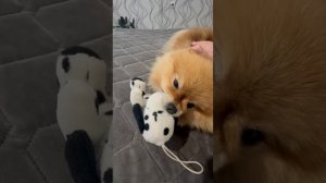 Шани.