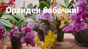 Орхидеи бабочки!Первое цветение подростков!