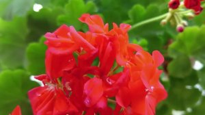 Для Пышного цветения Герани,внесите это