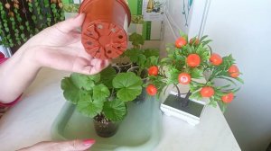 Вовремя пересадить укоренённый черенок Герани