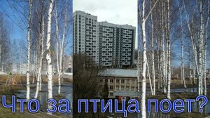 Подскажите пожалуйста, что за птица поет_
