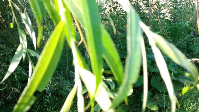 20130626_080311 Природа это релакс