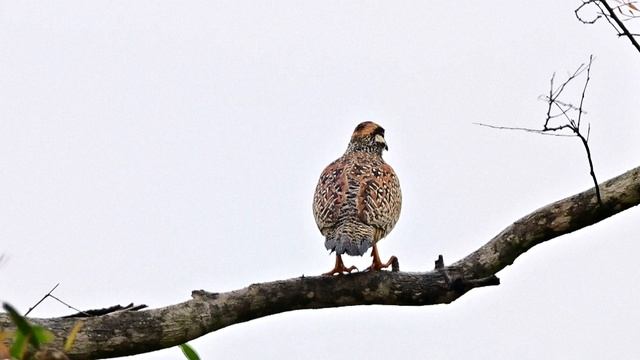 🐦Китайские франколины в провинции Хайнань