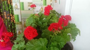 Для Обильного цветения Герани, в домашних условиях