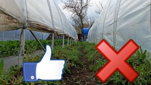 Балаган на перетяжках для клубники: дешево, надежно и от болезней! Личный опыт.