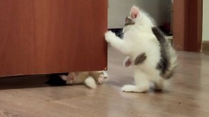 Котенок, не прячься за дверью, выходи, поиграем.
