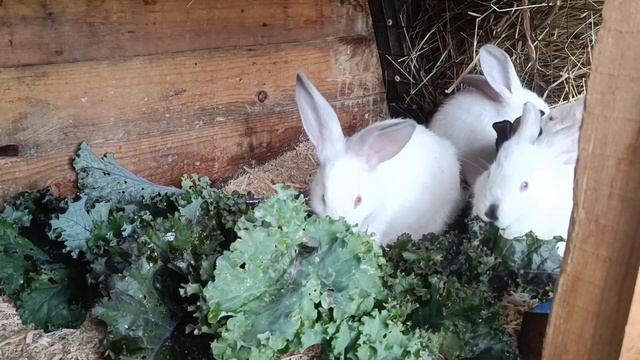 Кролики и капуста