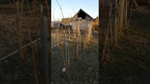 Малинник в начале тёплого апреля