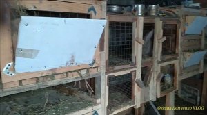 Обзор моего маленького  хозяйства. Кролики и перепёлки. Перепела в теплице