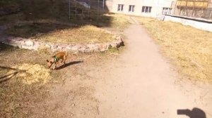 Нюркина песня