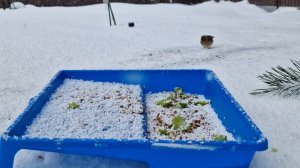 Видео для кошек