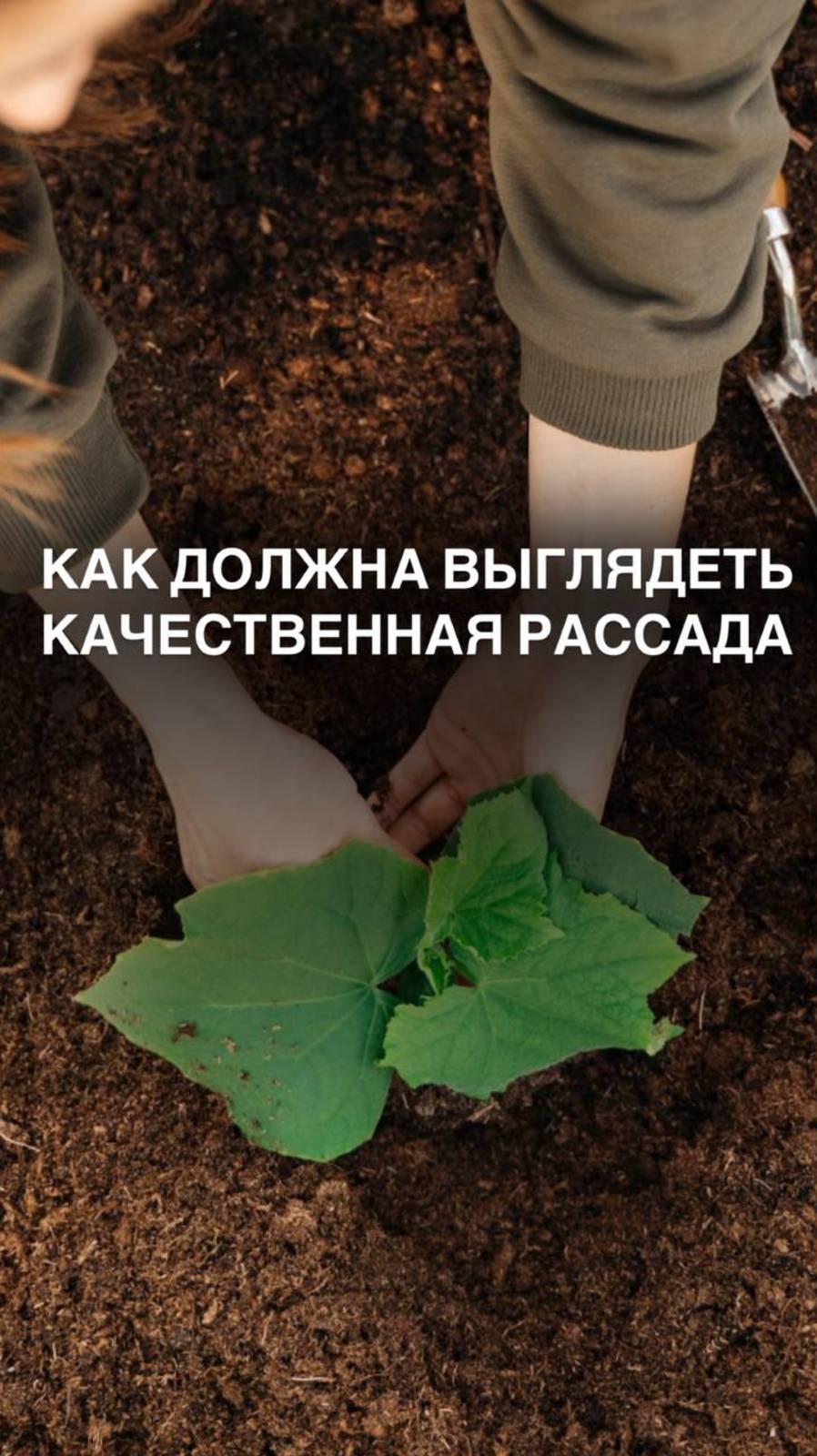 Как должна выглядеть качественная рассада #рассада #томат  #перцы #томаты #втеплице