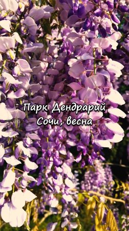Парк Дендрарий, Сочи. Весна