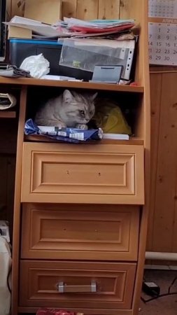 Нюська распоясалась