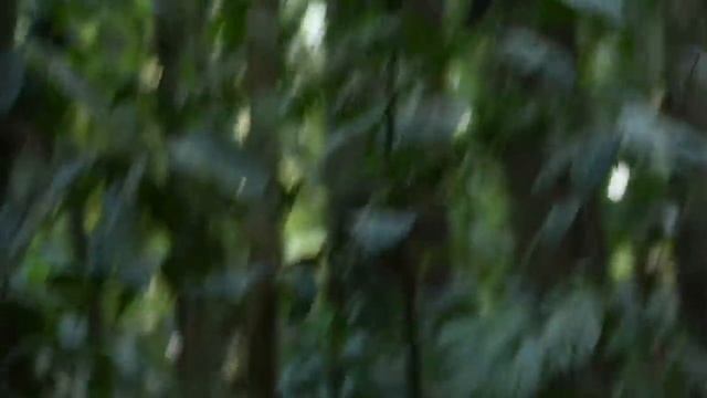 Амазонский Тропический Лес смотреть онлайн