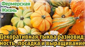 Декоративная тыква разновидность, посадка и выращивание