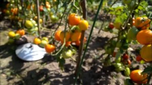 Томаты "Санька", "Новичок", "Ляна", "Хурма", "Челнок", "Монгольский карлик", "Японский краб". Итоги