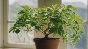 Гинура - цветок синяя птица - Уход за комнатными цветами