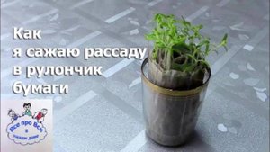 Неприхотливый способ посадки рассады помидор в рулончик бумаги.