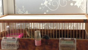 токующий соловьем посметюх🕺😁