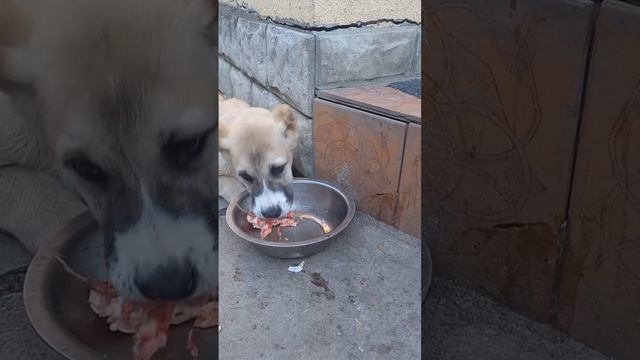 собачка кушает