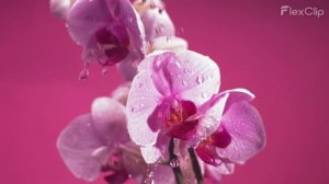 Расслабляющая музыка для сна с естественными звуками #study #relaxingmusic