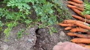 Сбита с толку.Что это такое?Кричала от боли на столе