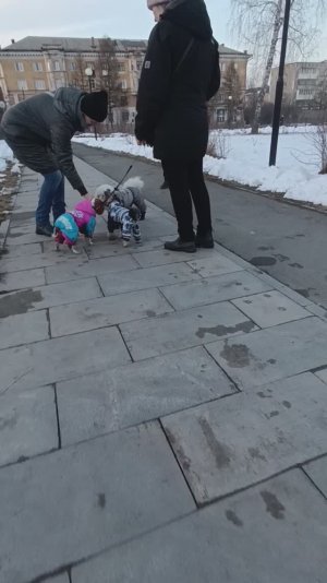 Наша стая маленьких собак. 08.04.25