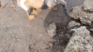 Вместе с бегунками достаём червячков🦆🪱🪱