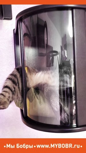 Счастливые котики на своем собственном котодроме от Мы Бобры