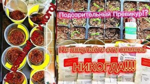 НИКОГДА НЕ ПОКУПАЙТЕ ЭТИ СЕМЕНА ТОМАТОВ!ОСТАНЕТЕСЬ БЕЗ УРОЖАЯ! НУЛЕВАЯ ВСХОЖЕСТЬ