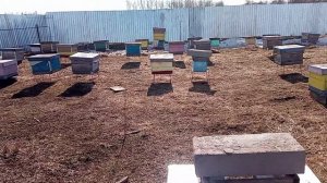 До урагана на пасеке и после...