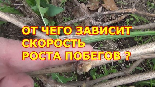 ВНИМАНИЕ !!! ЗАМОРОЗКИ с 30 04 !!! и ОБРАБОТКА ЦВЕТУЩЕГО САДА на Первомай смотреть онлайн