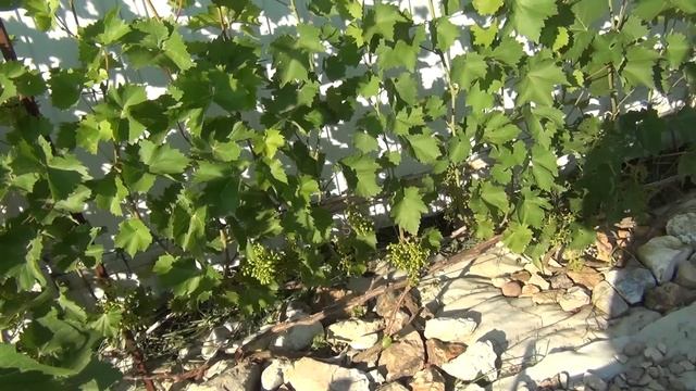 РАЗВИТИЕ ДВУХ ВИНОГРАДНИКОВ ДИМЫ. Прелюдия к дегустации вин смотреть онлайн