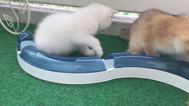 😺🧐😻КАК ПРОИСХОДИТ ЗНАКОМСТВО🤩🙀🧡НОВЫХ КОТЯТ ШИНШИЛЛ С СЕМЬЕЙ❤️😸🧡