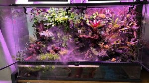 Террариум с древолазами. Туман