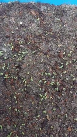 Germination update of Godetia flower😍😍