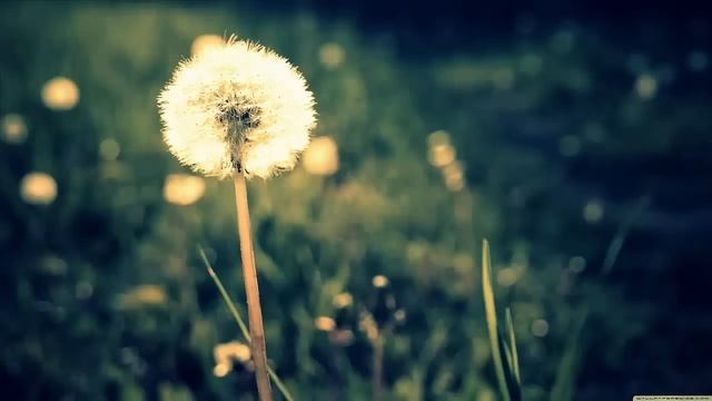 Passion Pit - Sleepyhead (Wallpaper Dio Remix) смотреть онлайн